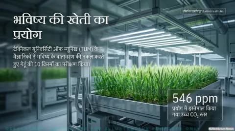 गेहूं में ग्लूटेन प्रोटीन घटा; जानिए रोटी की बनावट और पाचन पर असर: Climate Impact on Wheat Quality (Food Chemistry Study)